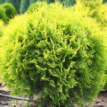 Туя западная ‘Danica Aurea’ (Thuja occidentalis ‘Danica Aurea’)